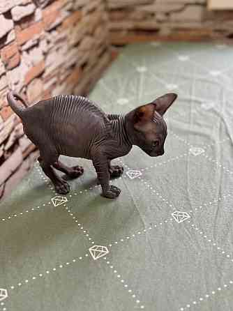 Канадский сфинкс Донецк