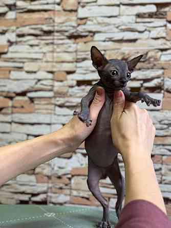 Канадский сфинкс Донецк