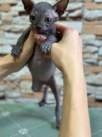 Канадский сфинкс Донецк