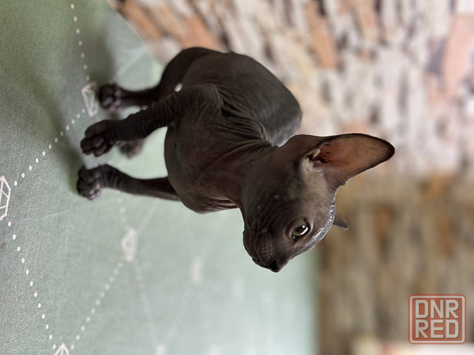 Канадский сфинкс Донецк - изображение 2