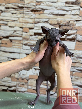 Канадский сфинкс Донецк - изображение 4