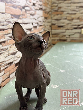 Канадский сфинкс Донецк - изображение 1