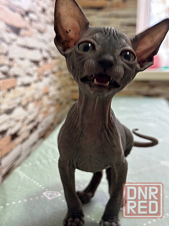 Канадский сфинкс Донецк - изображение 8