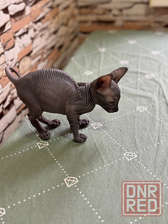 Канадский сфинкс Донецк - изображение 6