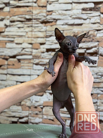 Канадский сфинкс Донецк - изображение 3