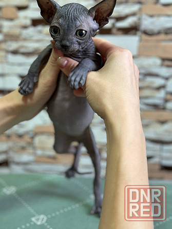 Канадский сфинкс Донецк - изображение 5