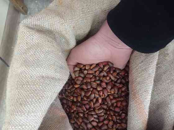 Обжаренный кедровый орех в скорлупе Донецк