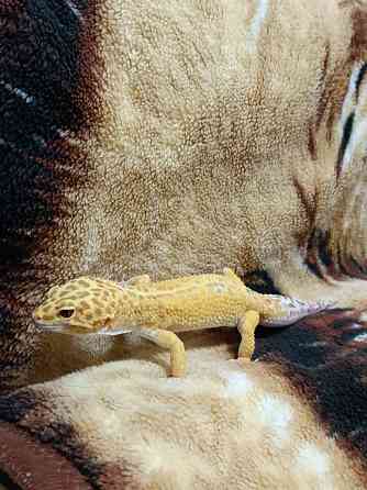 Эублефар Макеевка