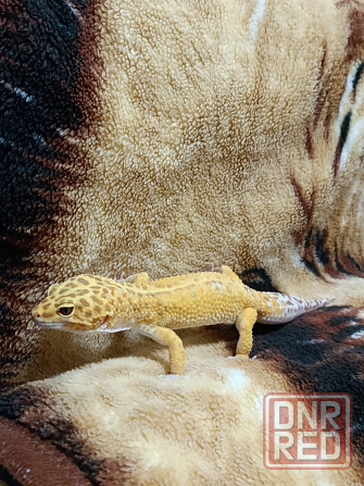 Эублефар Макеевка - изображение 1