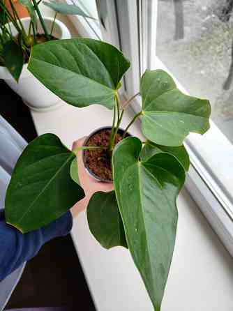 Антуриум джоли пульс Донецк