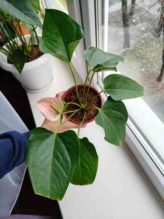 Антуриум джоли пульс Донецк