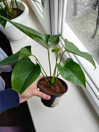 Антуриум джоли пульс Донецк