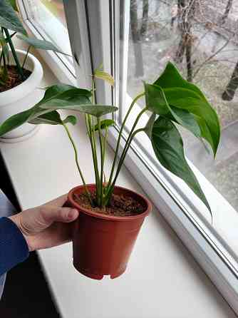 Антуриум джоли пульс Донецк