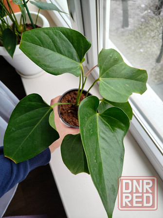 Антуриум джоли пульс Донецк - изображение 3