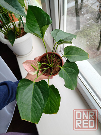 Антуриум джоли пульс Донецк - изображение 1