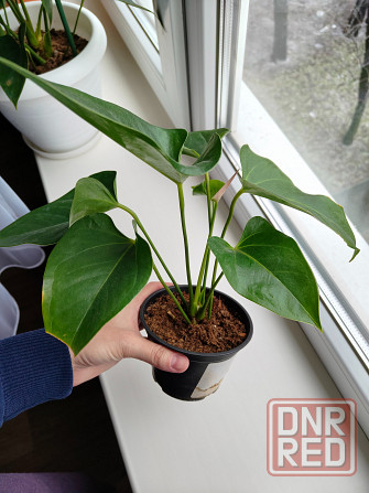 Антуриум джоли пульс Донецк - изображение 2