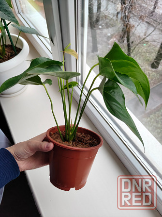 Антуриум джоли пульс Донецк - изображение 4