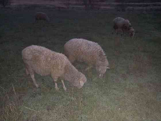 Барашки на племя Макеевка