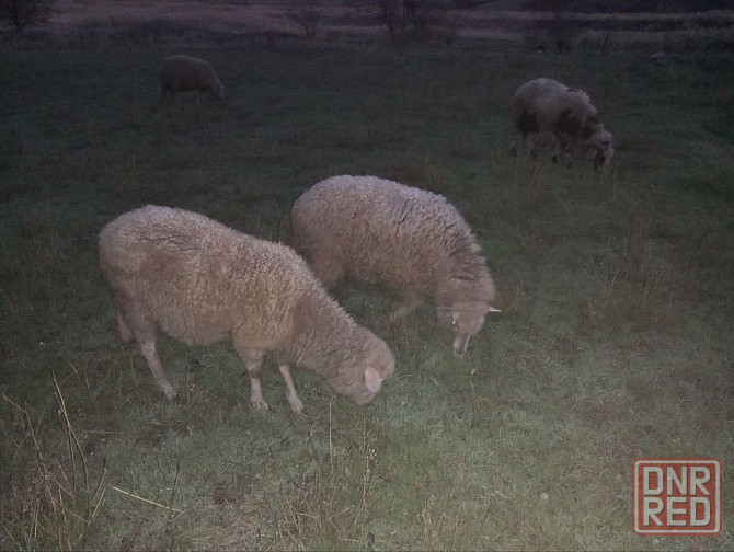 Барашки на племя Макеевка - изображение 1