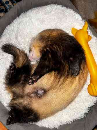 Продам хорька Донецк