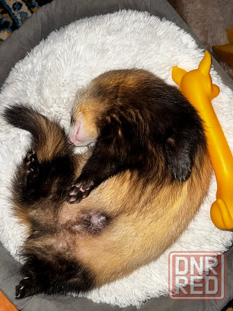 Продам хорька Донецк - изображение 1