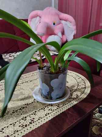 Гиппеаструм с бутонами1000 руб. Макеевка