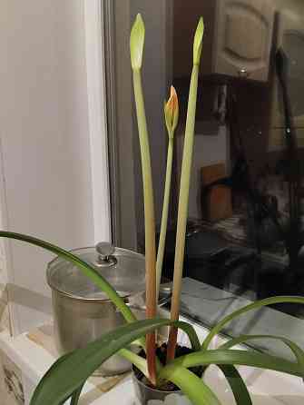 Гиппеаструм с бутонами1000 руб. Макеевка