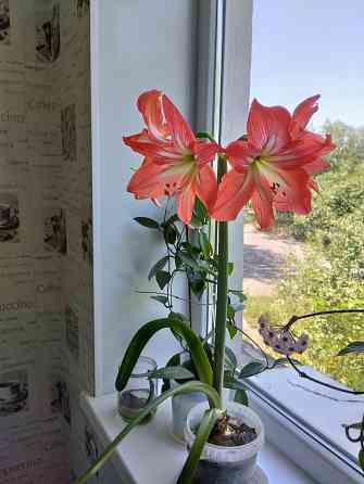 Гиппеаструм с бутонами1000 руб. Макеевка