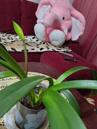 Гиппеаструм с бутонами1000 руб. Макеевка