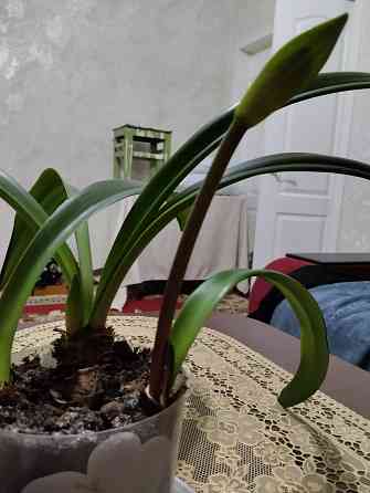 Гиппеаструм с бутонами1000 руб. Макеевка