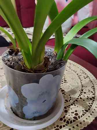 Гиппеаструм с бутонами1000 руб. Макеевка