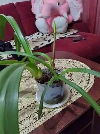 Гиппеаструм с бутонами1000 руб. Макеевка