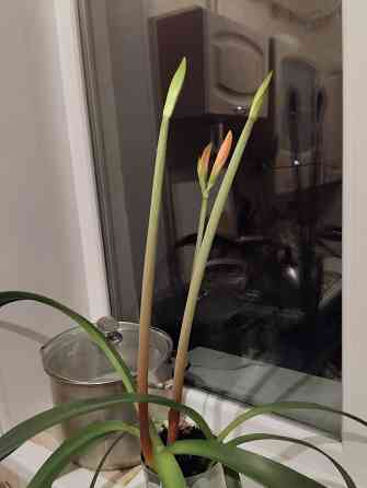 Гиппеаструм с бутонами1000 руб. Макеевка