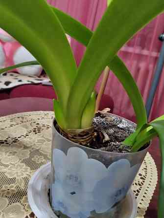 Гиппеаструм с бутонами1000 руб. Макеевка