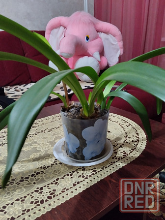 Гиппеаструм с бутонами1000 руб. Макеевка - изображение 4