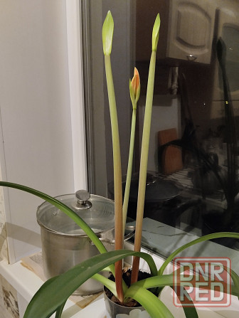 Гиппеаструм с бутонами1000 руб. Макеевка - изображение 3