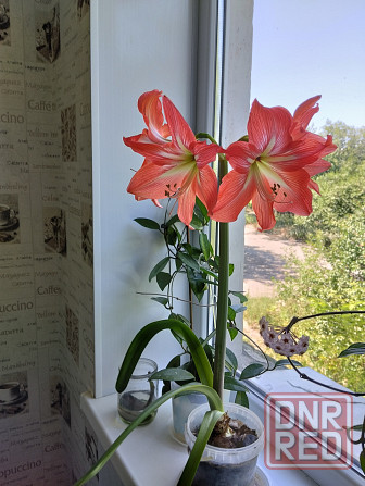 Гиппеаструм с бутонами1000 руб. Макеевка - изображение 8