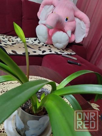 Гиппеаструм с бутонами1000 руб. Макеевка - изображение 2