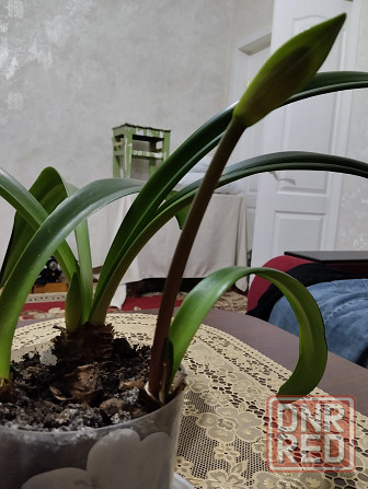 Гиппеаструм с бутонами1000 руб. Макеевка - изображение 5