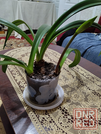 Гиппеаструм с бутонами1000 руб. Макеевка - изображение 7