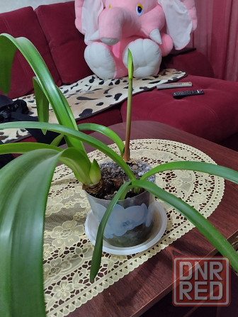 Гиппеаструм с бутонами1000 руб. Макеевка - изображение 6