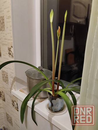 Гиппеаструм с бутонами1000 руб. Макеевка - изображение 5