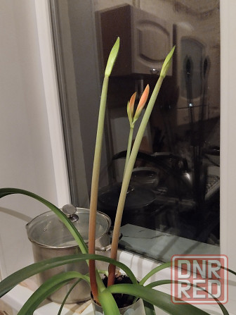 Гиппеаструм с бутонами1000 руб. Макеевка - изображение 1