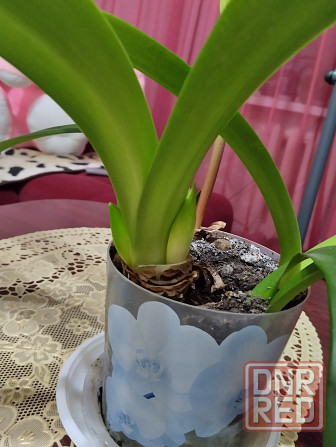 Гиппеаструм с бутонами1000 руб. Макеевка - изображение 1