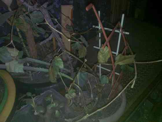 Шо все кабели люди без 1 ноги Донецк