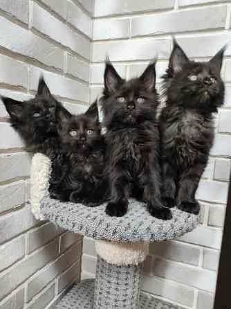 Продаются котята Мейн кун Донецк