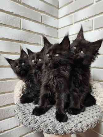 Продаются котята Мейн кун Донецк