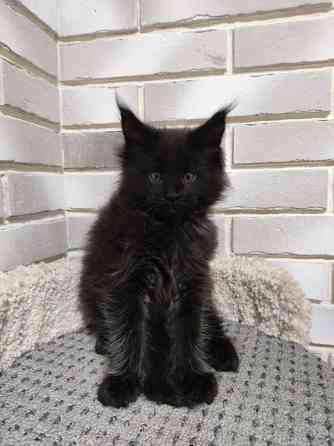 Продаются котята Мейн кун Донецк