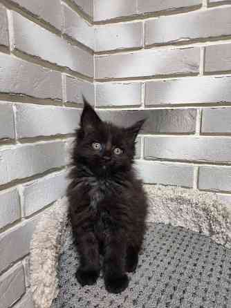 Продаются котята Мейн кун Донецк