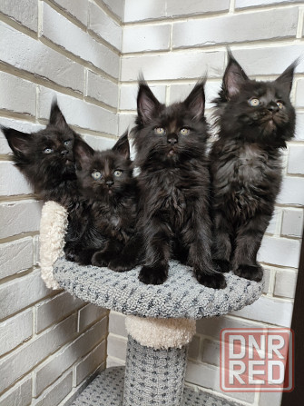 Продаются котята Мейн кун Донецк - изображение 1